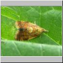 Pseudargyrotoza conwagana - Wickler 01.jpg